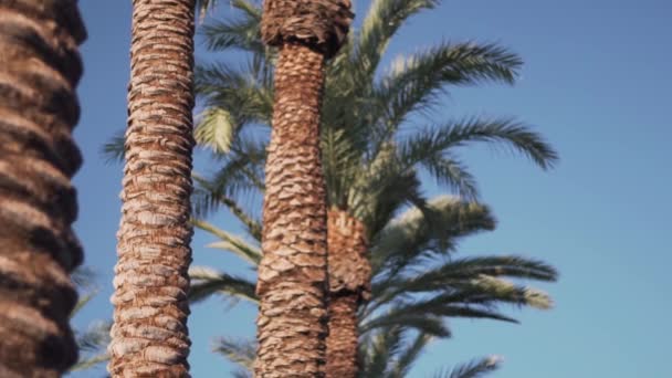 Close Row Royal Palm Trees Clear Blue Sky Background — Vídeos de Stock