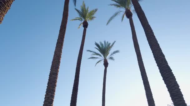 Walking Royal Palms Low Angle View Tropical Trees Rows — стоковое видео
