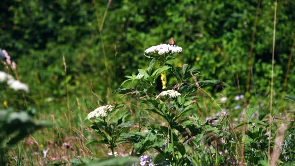 Butterfly Flowers Wild Nature — Wideo stockowe