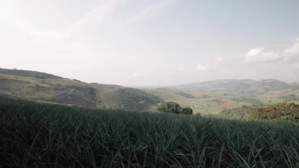 Pineapple Farm Landscape View Girn Colombia — Stok video