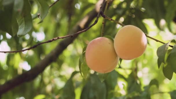 Peaches Tree Swaying Wind — Stock Video