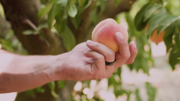 Close Hand Holding Peach — Vídeos de Stock