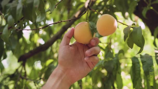 Hand Reaching Examining Peach — Vídeo de Stock