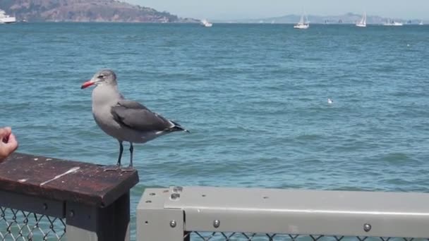 Heermann Gull Standing Fence Pacific Ocean California Usa — Αρχείο Βίντεο