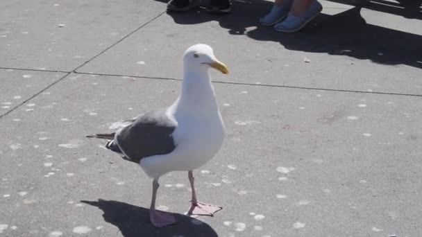 Californian Gull Aka Seagull Standing Concrete Urban Zone San Francisco — Αρχείο Βίντεο