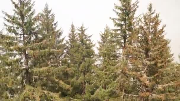 Jib Treetops Mist Covered Area — Stock videók