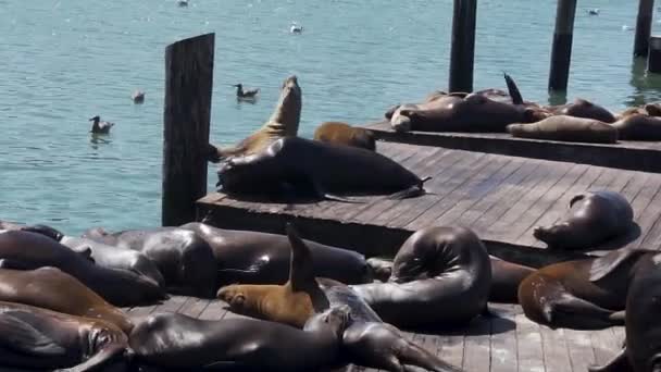 Sea Lions Fighting Place Wooden Floar Pier San Francisco Usa — Vídeo de stock