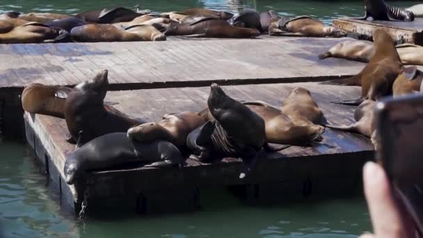 Tourist Attraction San Francisco Usa Flock Sea Lions Sunbathing Floats — Video Stock