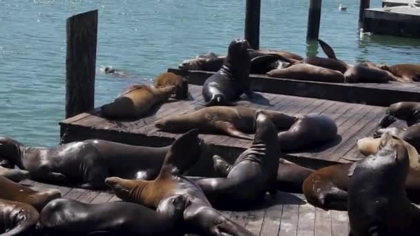 Cute Sea Lions Seals Relaxing Wooden Floats San Francisco Pier — Vídeos de Stock