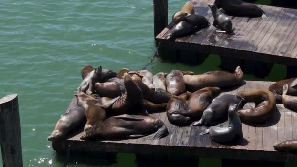 Flock Seals Sunbathing Wooden Floats Californian Sun San Francisco Usa — ストック動画