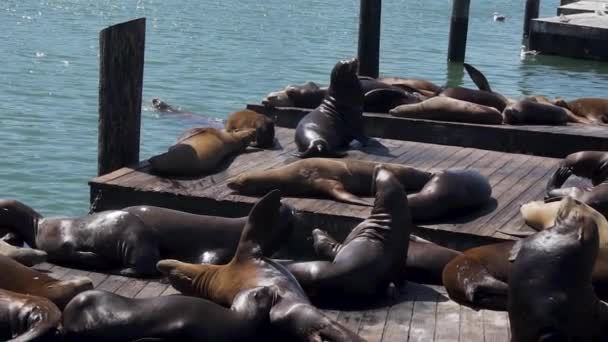 Slow Motion Sea Lions Flock Laying Wooden Floats San Francisco — Stock video