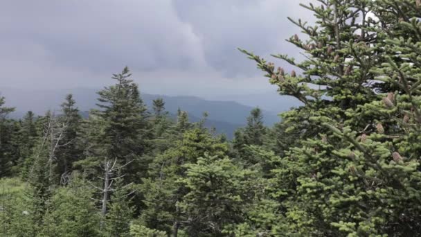 Pine Trees Mountains Background — Vídeos de Stock