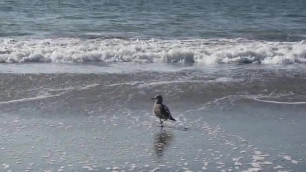 Heermann Gull Looking Food Sandy Beach Pacific Ocean San Francisco — Wideo stockowe
