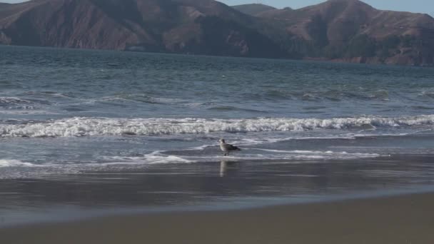 Slow Motion Lonely Seagull Sandy Beach San Francisco Bay California — Stockvideo