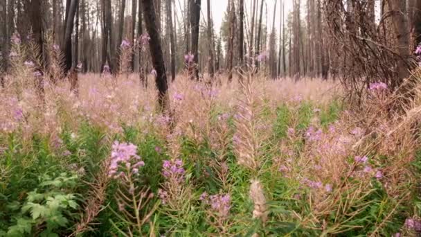 Woman Walks Fireweed Burned Out Forest — Stock video