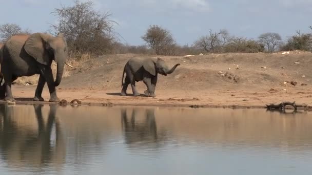 Herd African Elephants All Generations Arriving Together Waterhole — 图库视频影像