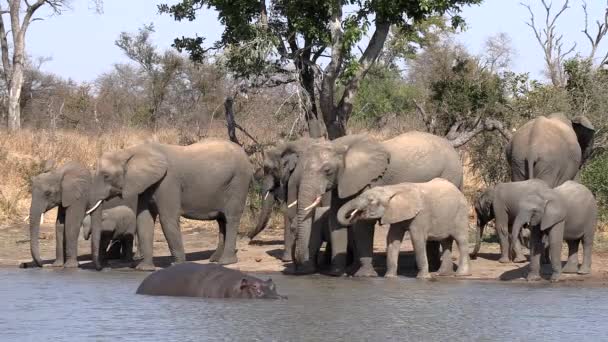 African Animals Waterhole Herd Elephants Drink While Hippo Wades Water — Stok Video