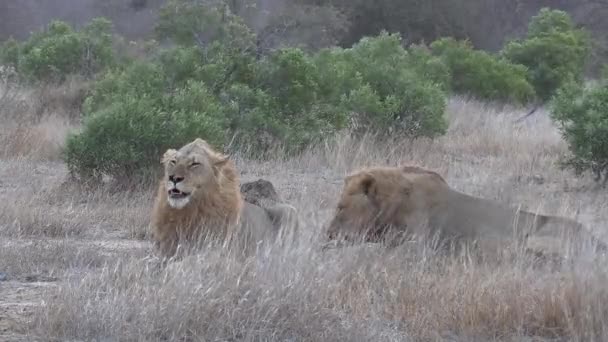 Two Lion Brothers Resting Together Grass Windy Day Africa — Video