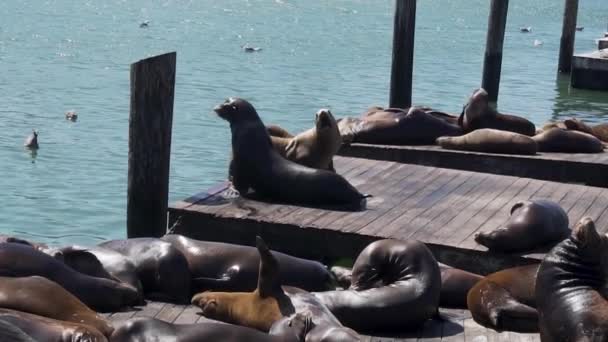 Flock Seals Enjoying Sunny Day Laying Pier San Francisco Harbor — Vídeo de Stock