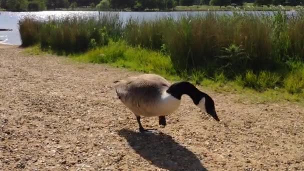 Goose Seen Walking Richmond Lake Sunny Day Leave Frame Squirts — Video Stock