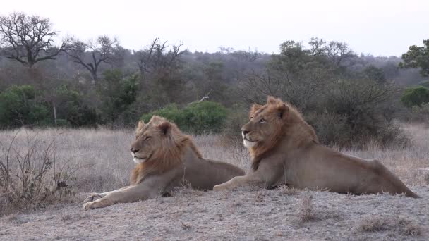 Two Male Lion Brothers Peacefully Resting Together Dusk Wild Africa — Stockvideo