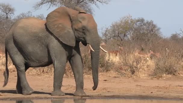 Young Elephant Bull Shaking His Head Herd Passing Impala Africa — Stok Video
