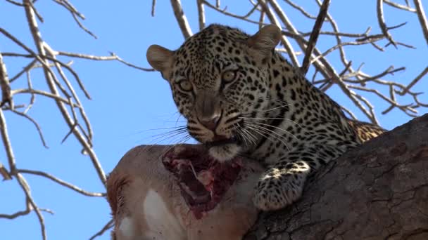 Close Angry Leopard Snarling Hissing Growling Protects Fresh Kill Tree — Stockvideo