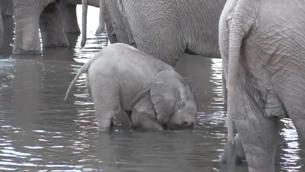 Baby Elephant Who Hasn Learned Use His Trunk Yet Bends — ストック動画