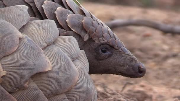 Close Profile View African Pangolin Showing Its Face Texture Its — Vídeo de Stock