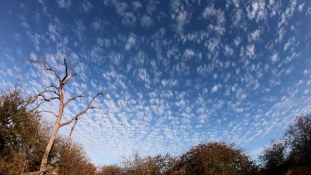 Timelapse Σύννεφα Πάνω Από Bushveld Savannah Στη Νότια Αφρική — Αρχείο Βίντεο