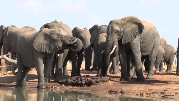 Elephants Gather Waterhole Africa Drink Manmade Inlet — Stockvideo