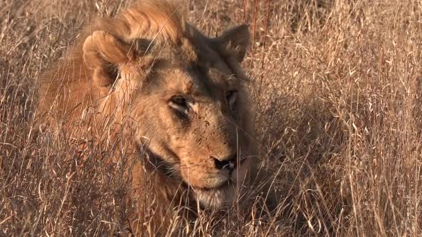 Close Beautiful Male Lion Resting Tall Grass Golden Glow African — Stockvideo