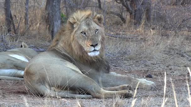 Ένα Αρσενικό Λιοντάρι Που Αναπαύεται Στην Αφρική Κοιτάζει Την Κάμερα — Αρχείο Βίντεο