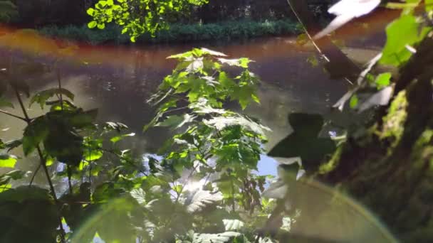 Sunlight Reflected River Water Creates Beautiful Colors Plants Reflexes Leaves — Stock Video