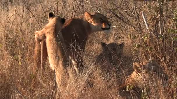 Playful Lion Cub Annoys Older Lions Climbs Them Growl Put — ストック動画