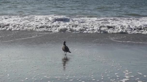 Γλάρος Του Χέρμαν Στην Παραλία Σάντι Μπροστά Από Κύματα Φωτός — Αρχείο Βίντεο