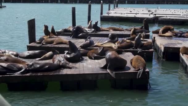 Slow Motion Californian Sea Lions Sunbathing Wooden Floats San Francisco — Stockvideo