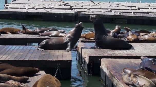 Californian Sea Lions Fighting Place Wooden Floats San Francisco Usa — Stock video