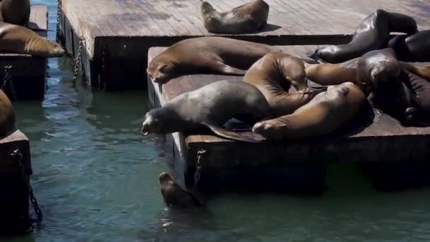Californian Sea Lions Verbal Fight Floating Pier San Francisco Usa — Stock video