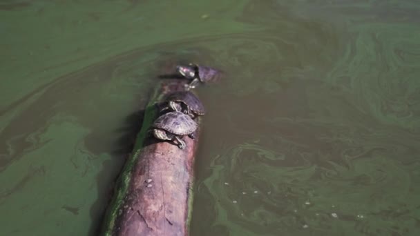 Funny Scene Turtles Boulder Pond Central Park New York City — Vídeo de Stock