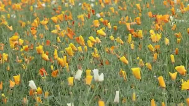 Beautiful Yellow Orange Flowers Open Field Japan Swaying Breeze — Vídeo de Stock