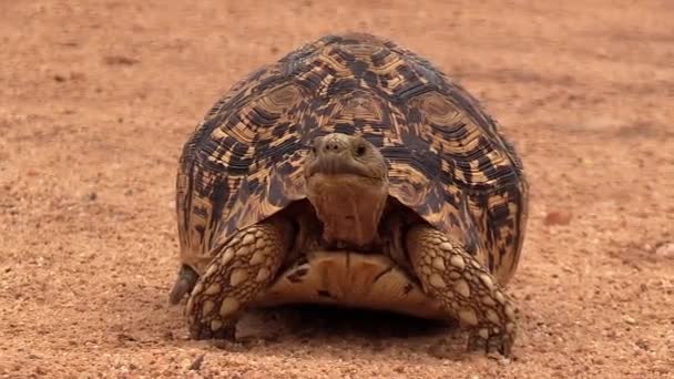 Close View Leopard Tortoise Walking Slowly Sandy Ground — Vídeo de Stock