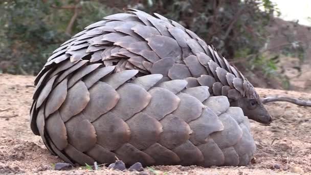 Close View African Pangolin Lying Ground Looking — Stockvideo
