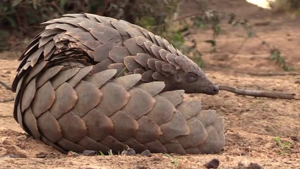 Close View African Pangolin Lying Ground Sticking Out Tongue — 图库视频影像