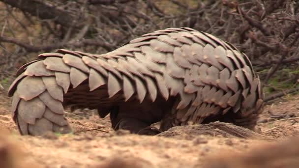 Close Shot African Pangolin Walking Twigs Grass — Vídeo de stock