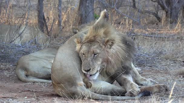 Close View Male Lion Licking Himself While Lying Dry Grass — Vídeo de Stock