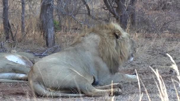 Male Lion Roaring Cool Day Africa You Can See His — Vídeos de Stock