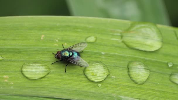 Closeup Green Blue Fly Bright Green Leaf — Vídeo de Stock