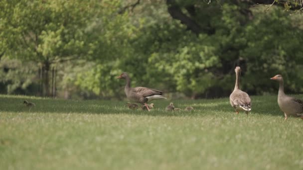 Geese Family Gaggle Wild Walking Out Water Grass Goslings — Vídeos de Stock