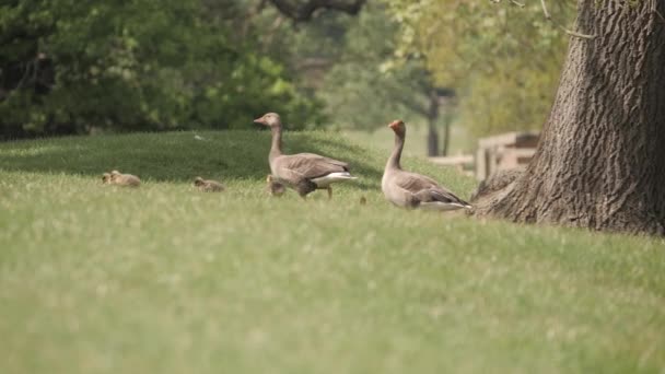 Geese Family Gaggle Wild Walking Out Water Grass Goslings — Stockvideo